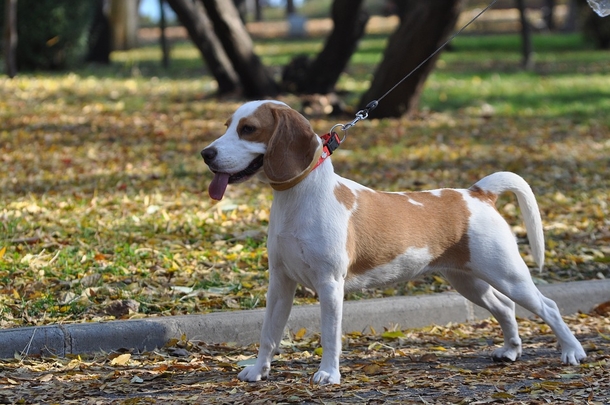 Man Attempts To Kidnap 10-Year-Old Girl – He Has No Clue Her Dog Is Lurking Close By - picture 2