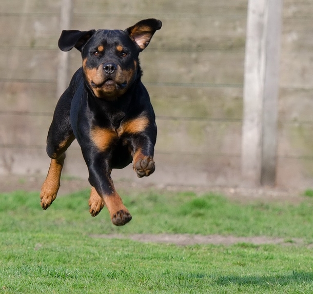 Man Attempts To Kidnap 10-Year-Old Girl – He Has No Clue Her Dog Is Lurking Close By - picture 3