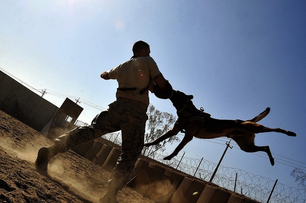 Man Attempts To Kidnap 10-Year-Old Girl – He Has No Clue Her Dog Is Lurking Close By - picture 4