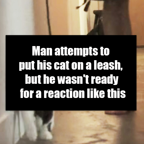 Man attempts to put his cat on a leash, but he wasn't ready for a reaction like this