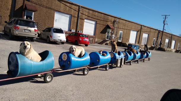 Man Builds 'Dog Train' To Take Rescued Pups Out On Little Adventures - picture 4