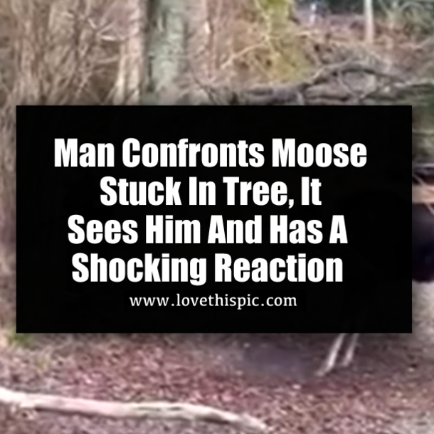 Man Confronts Moose Stuck In Tree, It Sees Him And Has A Shocking Reaction
