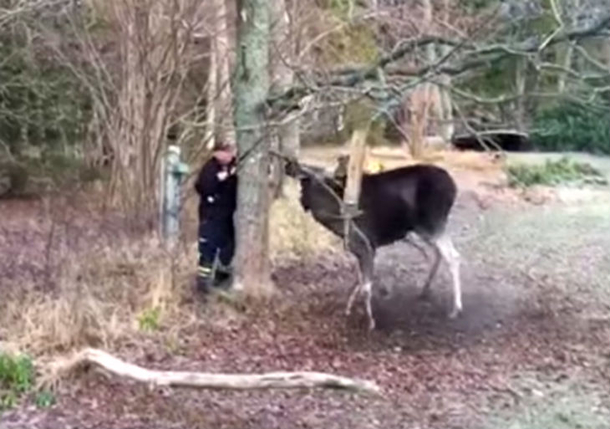 Man Confronts Moose Stuck In Tree, It Sees Him And Has A Shocking Reaction - picture 2