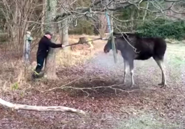 Man Confronts Moose Stuck In Tree, It Sees Him And Has A Shocking Reaction - picture 3