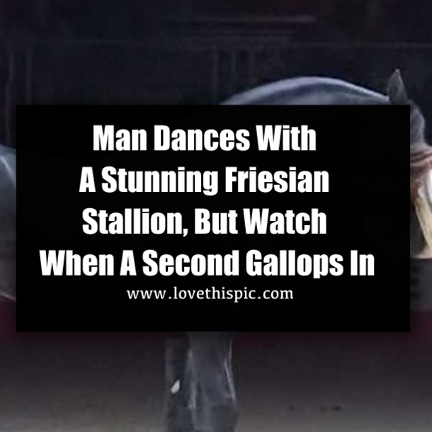 Man Dances With A Stunning Friesian Stallion, But Watch When A Second Gallops In