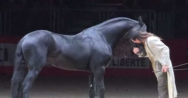 Man Dances With A Stunning Friesian Stallion, But Watch When A Second Gallops In - picture 2