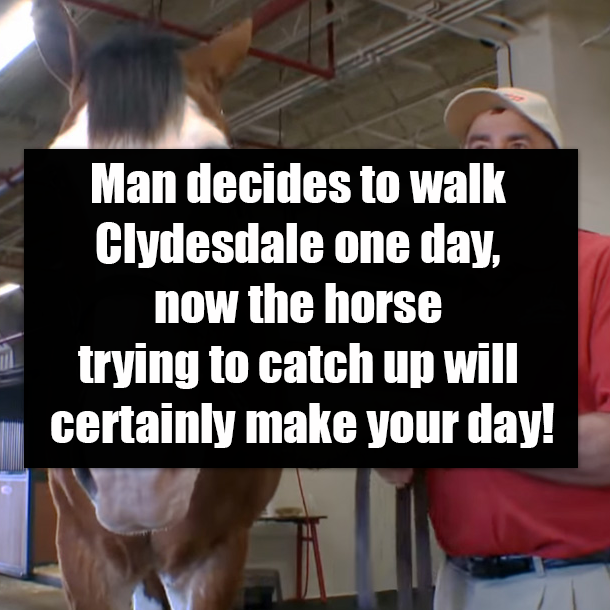 Man decides to walk Clydesdale one day, now the horse trying to catch up will certainly make your day!