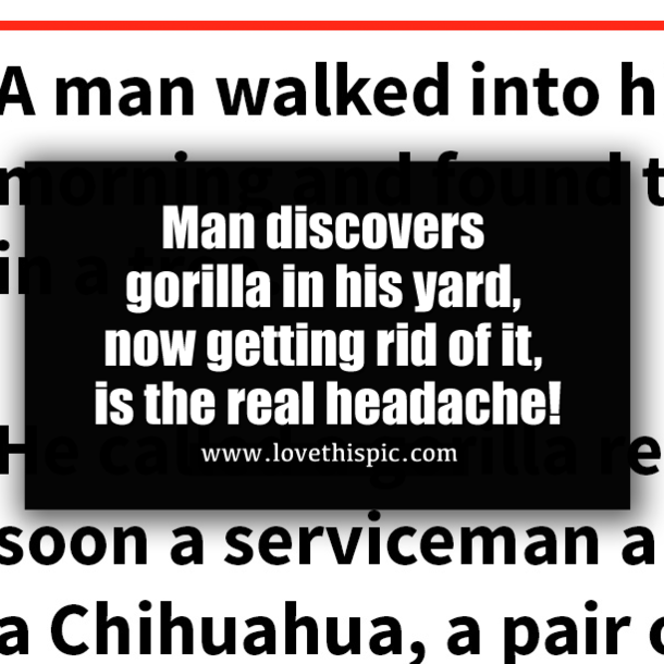 Man discovers gorilla in his yard, now getting rid of it, is the real headache!