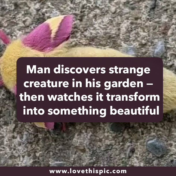 Man discovers strange creature in his garden — then watches it transform into something beautiful
