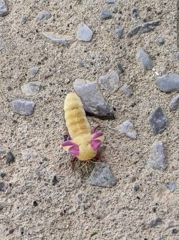 Man discovers strange creature in his garden — then watches it transform into something beautiful - picture 2