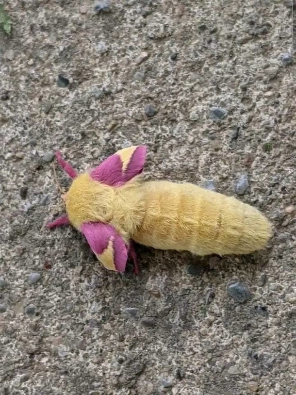 Man discovers strange creature in his garden — then watches it transform into something beautiful - picture 3