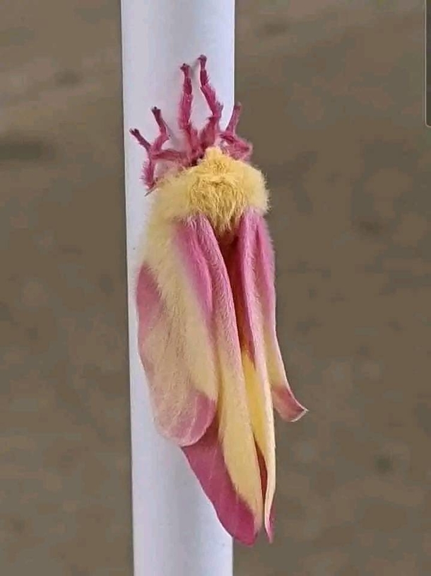 Man discovers strange creature in his garden — then watches it transform into something beautiful - picture 4