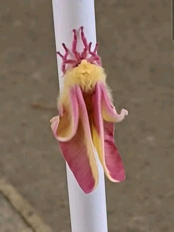 Man discovers strange creature in his garden — then watches it transform into something beautiful - picture 5