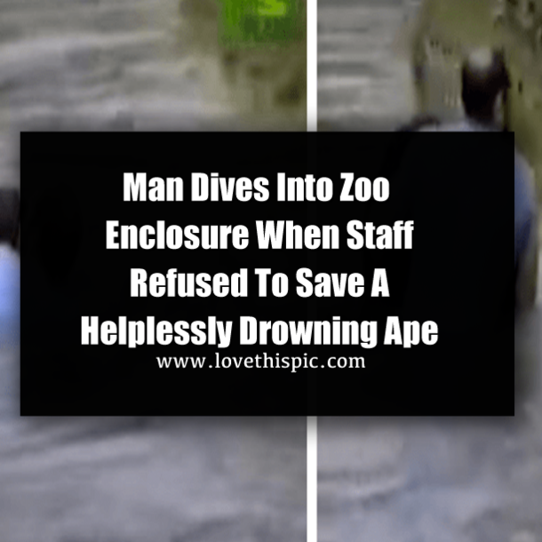 Man Dives Into Zoo Enclosure When Staff Refused To Save A Helplessly Drowning Ape