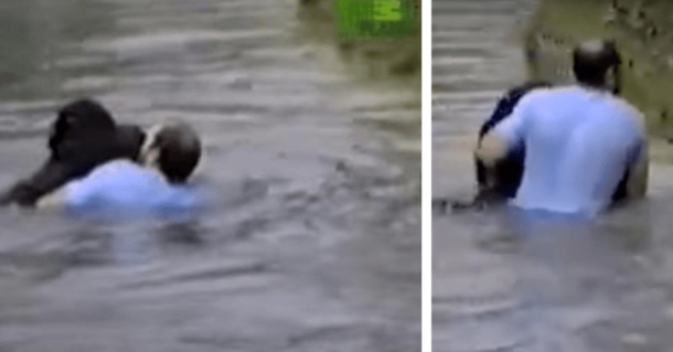 Man Dives Into Zoo Enclosure When Staff Refused To Save A Helplessly Drowning Ape - picture 2