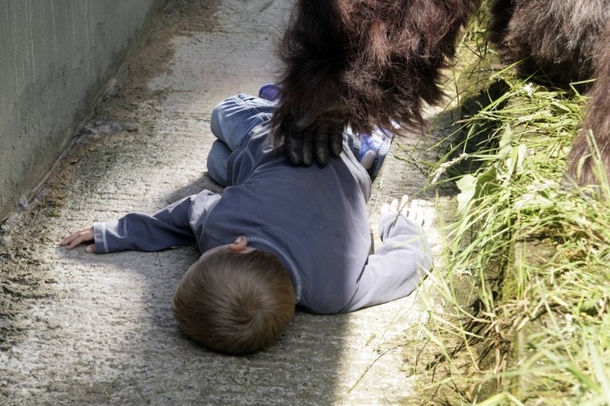 Man Fell Into A Gorilla Pit When He Was 5 Years Old. Now Listen To What He Says About Harambe The Gorilla - picture 2