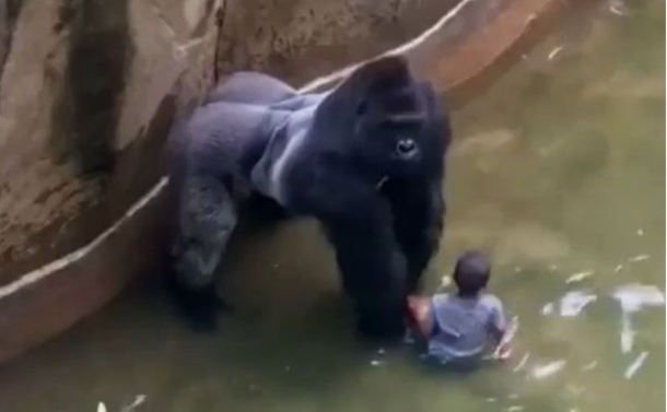 Man Fell Into A Gorilla Pit When He Was 5 Years Old. Now Listen To What He Says About Harambe The Gorilla - picture 3