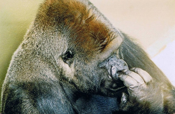 Man Fell Into A Gorilla Pit When He Was 5 Years Old. Now Listen To What He Says About Harambe The Gorilla - picture 4