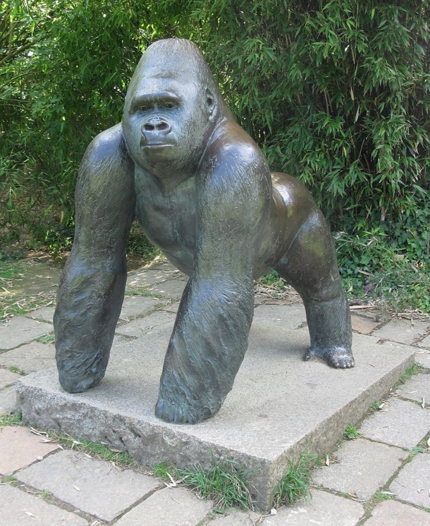 Man Fell Into A Gorilla Pit When He Was 5 Years Old. Now Listen To What He Says About Harambe The Gorilla - picture 5
