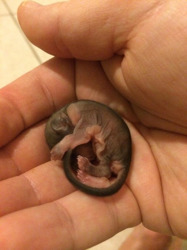 Man Gains A Lifelong Friend After Taking Care Of This Cute Little Creature - picture 2