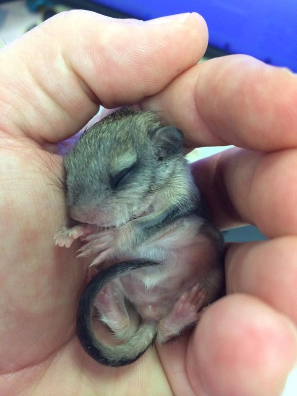 Man Gains A Lifelong Friend After Taking Care Of This Cute Little Creature - picture 4
