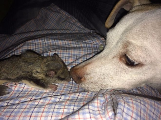 Man Gains A Lifelong Friend After Taking Care Of This Cute Little Creature - picture 5