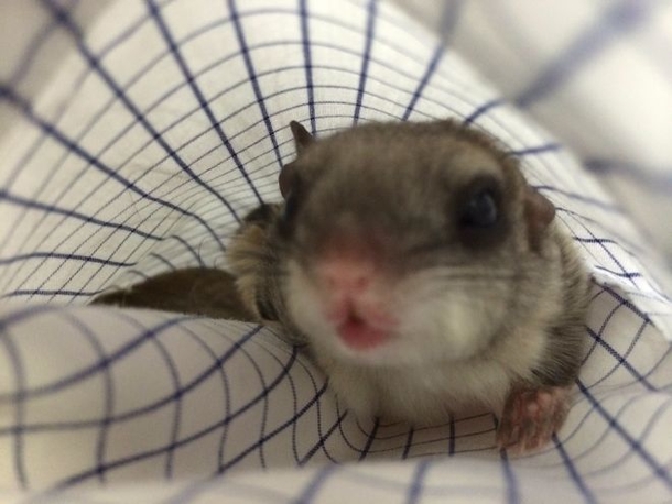 Man Gains A Lifelong Friend After Taking Care Of This Cute Little Creature - picture 6