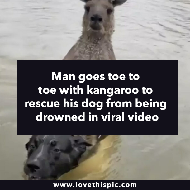 Man goes toe to toe with kangaroo to rescue his dog from being drowned in viral video