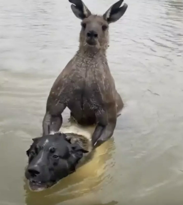 Man goes toe to toe with kangaroo to rescue his dog from being drowned in viral video - picture 2