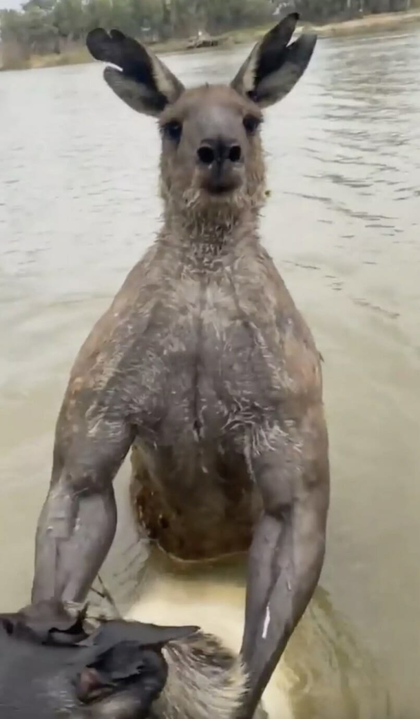Man goes toe to toe with kangaroo to rescue his dog from being drowned in viral video - picture 3