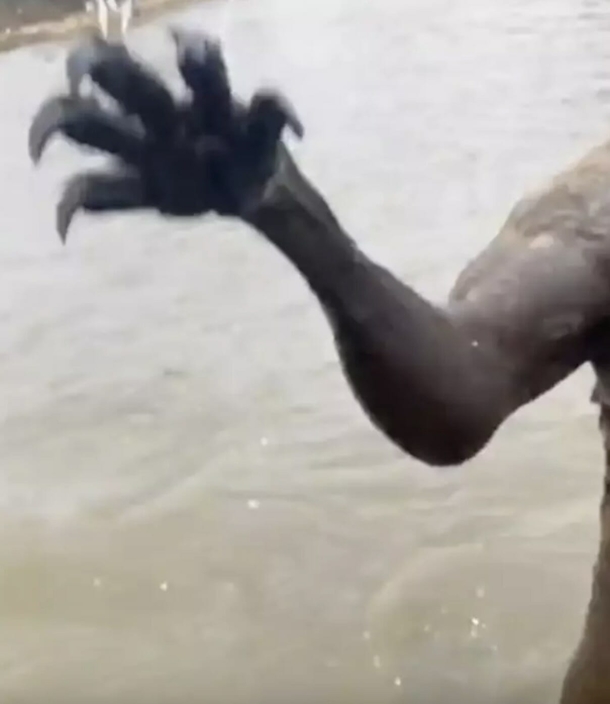 Man goes toe to toe with kangaroo to rescue his dog from being drowned in viral video - picture 4
