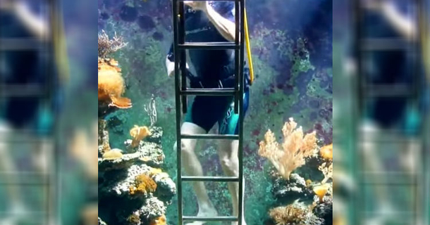 Man Has Fish Tank In His Home So Big, He Can Swim In It. Check Out Rare Tour Of It [video] - picture 2
