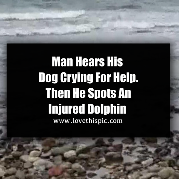 Man Hears His Dog Crying For Help. Then He Spots An Injured Dolphin