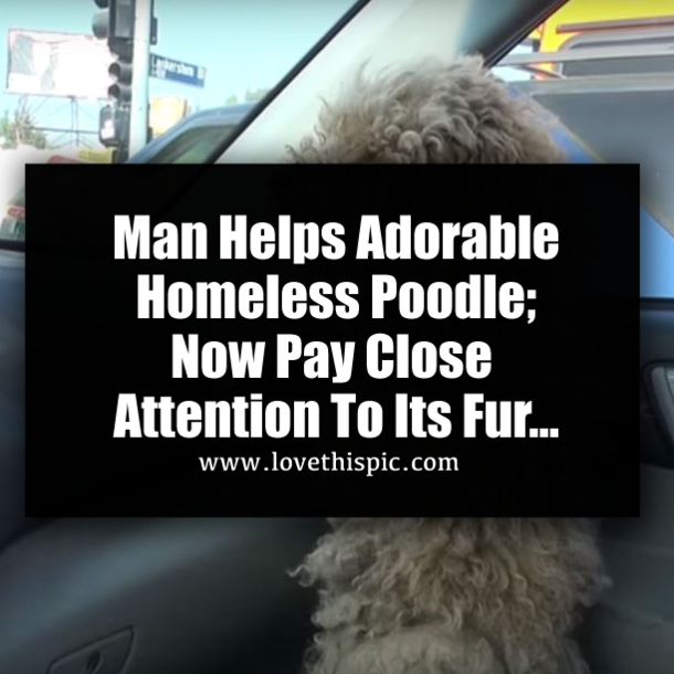 Man Helps Adorable Homeless Poodle; Now Pay Close Attention To Its Fur...