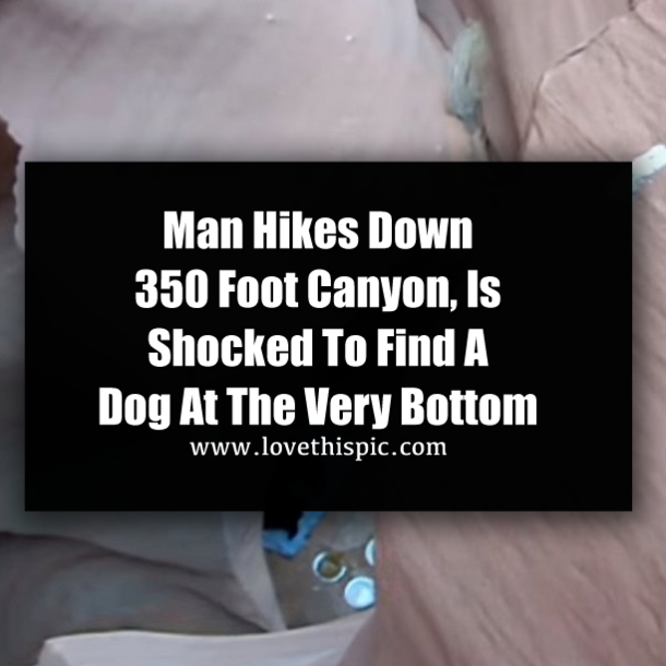 Man Hikes Down 350 Foot Canyon, Is Shocked To Find A Dog At The Very Bottom