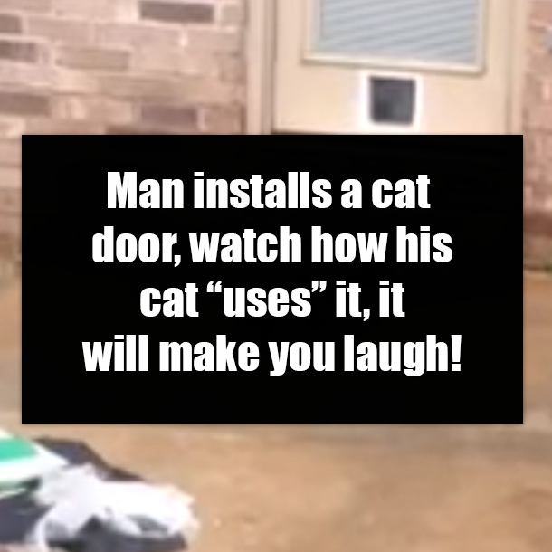Man installs a cat door, watch how his cat “uses” it, it will make you laugh!