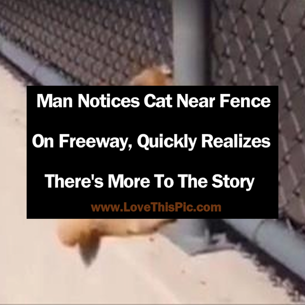 Man Notices Cat Near Fence On Freeway, Quickly Realizes There's More To The Story