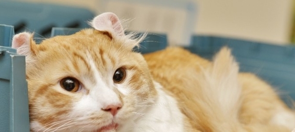 Man Notices Cat Near Fence On Freeway, Quickly Realizes There's More To The Story - picture 2