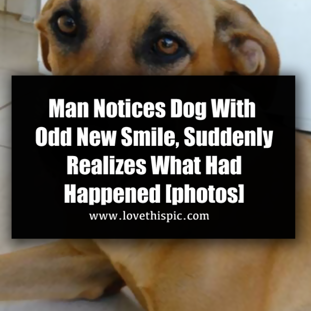 Man Notices Dog With Odd New Smile, Suddenly Realizes What Had Happened [photos]