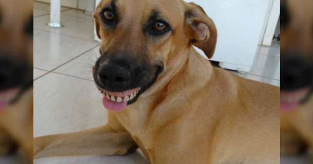 Man Notices Dog With Odd New Smile, Suddenly Realizes What Had Happened [photos] - picture 2