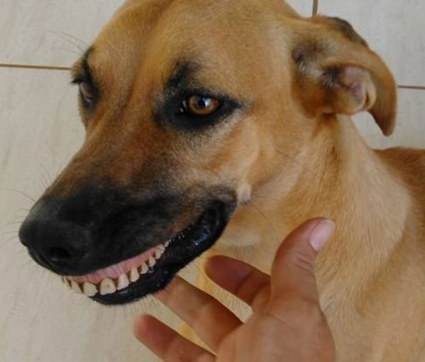 Man Notices Dog With Odd New Smile, Suddenly Realizes What Had Happened [photos] - picture 3