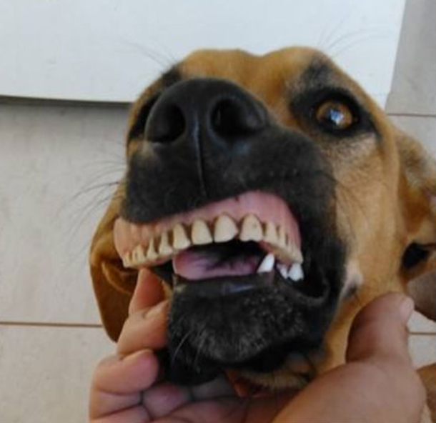 Man Notices Dog With Odd New Smile, Suddenly Realizes What Had Happened [photos] - picture 4