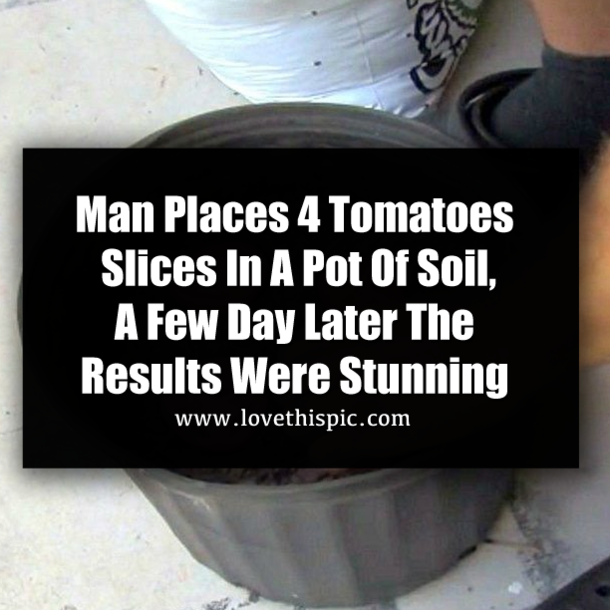 Man Places 4 Tomatoes Slices In A Pot Of Soil, A Few Day Later The Results Were Stunning