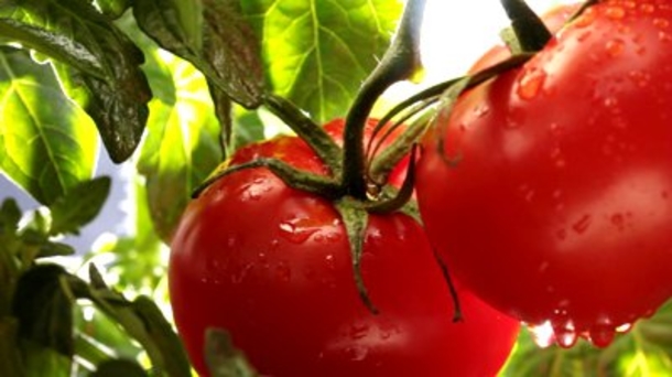 Man Places 4 Tomatoes Slices In A Pot Of Soil, A Few Day Later The Results Were Stunning - picture 2
