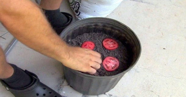 Man Places 4 Tomatoes Slices In A Pot Of Soil, A Few Day Later The Results Were Stunning - picture 3