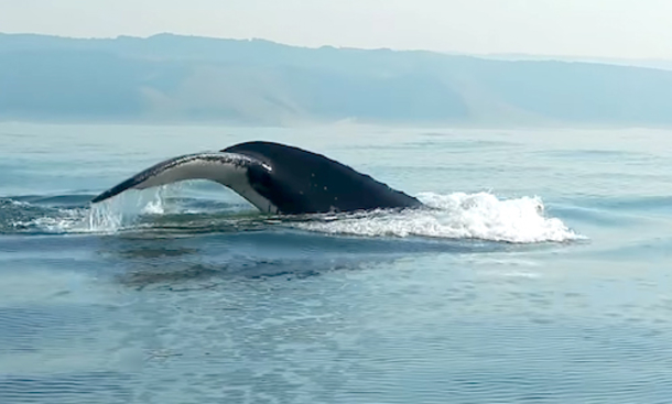 Man Records View Of The Ocean, When He Sees Whale Appears, This Goes Viral Fast! - picture 2