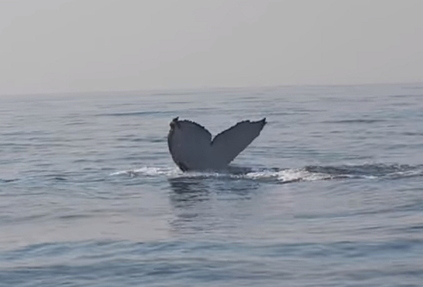 Man Records View Of The Ocean, When He Sees Whale Appears, This Goes Viral Fast! - picture 3