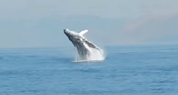 Man Records View Of The Ocean, When He Sees Whale Appears, This Goes Viral Fast! - picture 5