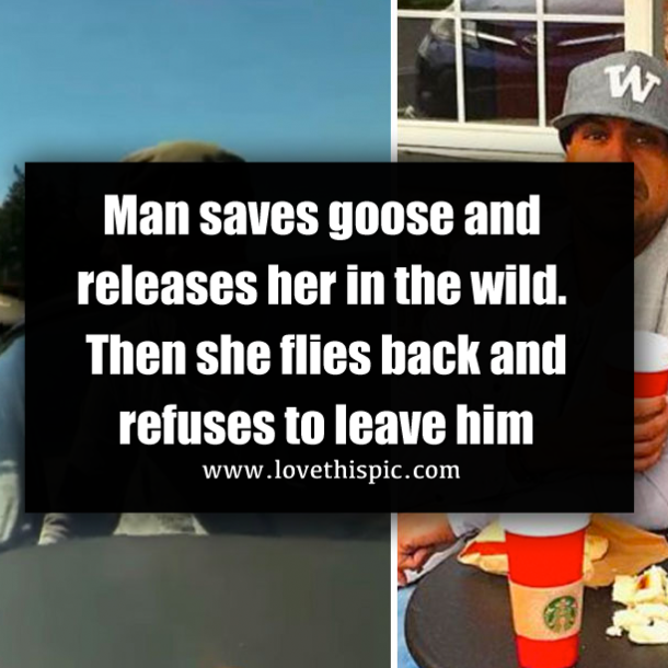 Man saves goose and releases her in the wild. Then she flies back and refuses to leave him