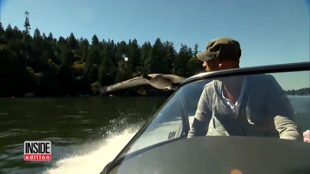Man saves goose and releases her in the wild. Then she flies back and refuses to leave him - picture 2